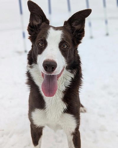 ボーダーコリーの父犬