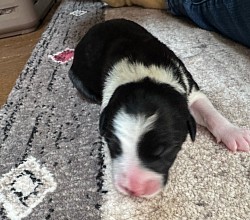 ボーダーコリーのこいぬ
