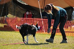 ボーダーコリー母犬