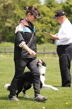 ボーダーコリー母犬