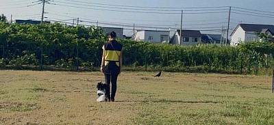 犬